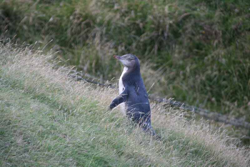 Nieuw-Zeeland 2011 - 2039